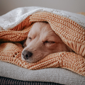 Soft Puppy Blanket