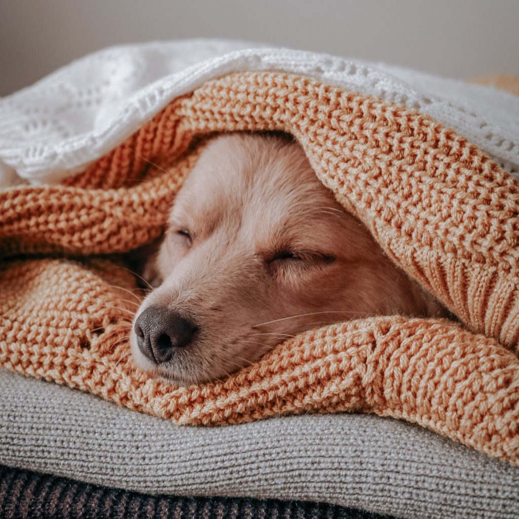 Soft Puppy Blanket