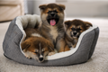 Calming Puppy Bed