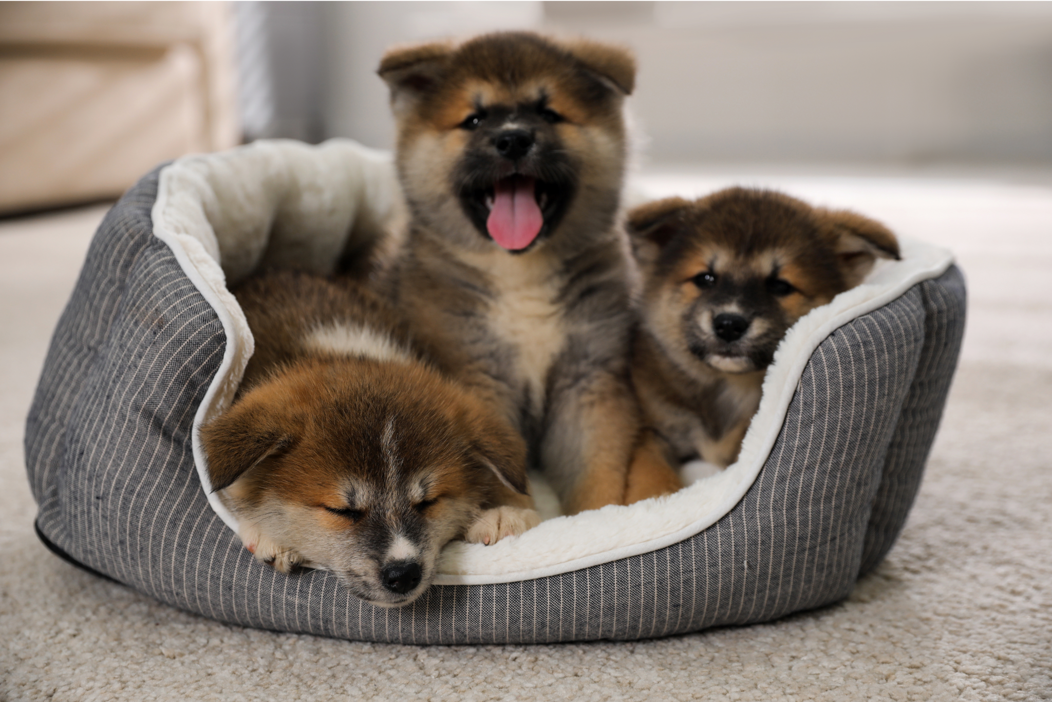 Calming Puppy Bed